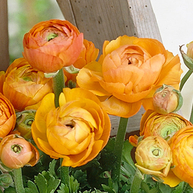 Ranunculus Tomer Orange Corms Bulbs Growing Bonsai Roots Rhizomes Tubers Potted Planting Reblooming Fragrant Garden Species Blooms Flower Seeds Plant Gardening