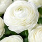 Ranunculus White Corms Bulbs Growing Bonsai Roots Rhizomes Tubers Potted Planting Reblooming Fragrant Garden Species Blooms Flower Seeds Plant Gardening