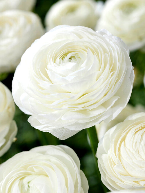 Ranunculus White Corms Bulbs Growing Bonsai Roots Rhizomes Tubers Potted Planting Reblooming Fragrant Garden Species Blooms Flower Seeds Plant Gardening