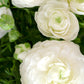 Ranunculus White Corms Bulbs Growing Bonsai Roots Rhizomes Tubers Potted Planting Reblooming Fragrant Garden Species Blooms Flower Seeds Plant Gardening