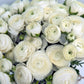 White Ranunculus Bulbs Corms Growing Bonsai Roots Rhizomes Tubers Potted Planting Reblooming Fragrant Garden Species Blooms Flower Seeds Plant Gardening