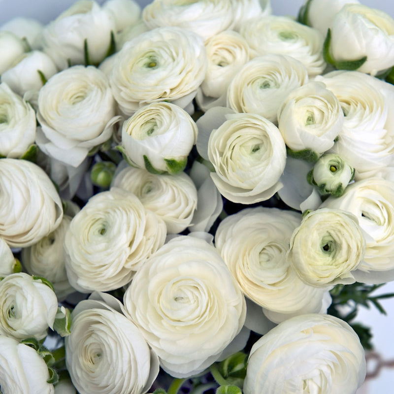 White Ranunculus Bulbs Corms Growing Bonsai Roots Rhizomes Tubers Potted Planting Reblooming Fragrant Garden Species Blooms Flower Seeds Plant Gardening