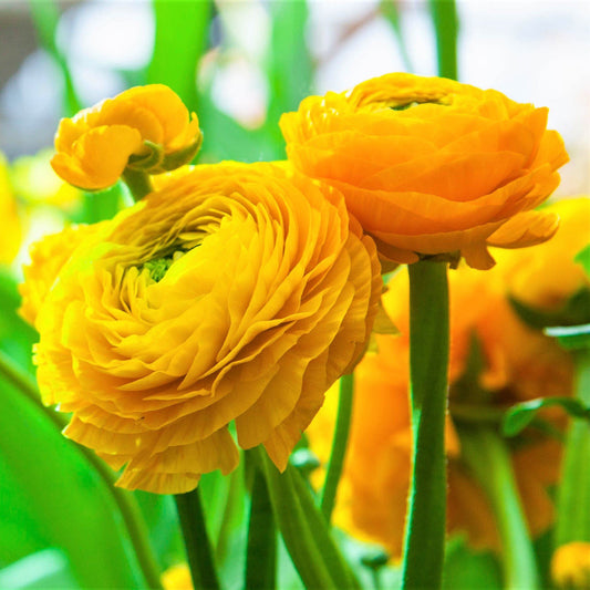 Yellow Ranunculus  Corms Bulbs Growing Bonsai Roots Rhizomes Tubers Potted Planting Reblooming Fragrant Garden Species Blooms Flower Seeds Plant Gardening