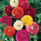 Asiaticus Mixed Ranunculus Corms Bulbs Persian Buttercup Growing Bonsai Roots Rhizomes Tubers Potted Planting Reblooming Fragrant Garden Species Blooms Flower Seeds Plant Gardening
