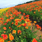 Sunset Ranunculus  Corms Bulbs Growing Bonsai Roots Rhizomes Tubers Potted Planting Reblooming Fragrant Garden Species Blooms Flower Seeds Plant Gardening