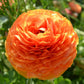 Sunset Ranunculus  Corms Bulbs Growing Bonsai Roots Rhizomes Tubers Potted Planting Reblooming Fragrant Garden Species Blooms Flower Seeds Plant Gardening