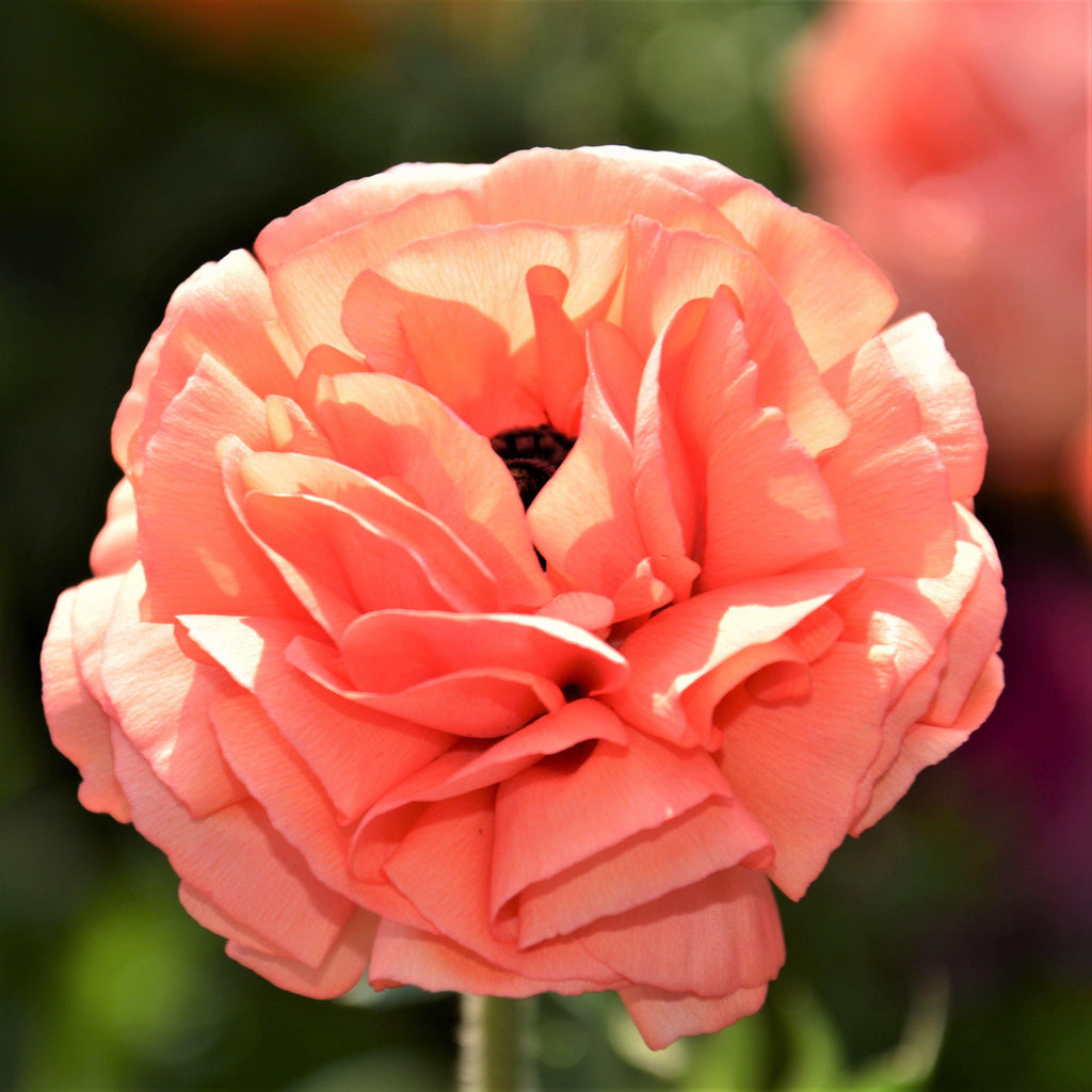 Rose Ranunculus Corms Bulbs Persian Buttercup Growing Bonsai Roots Rhizomes Tubers Potted Planting Reblooming Fragrant Garden Species Blooms Flower Seeds Plant Gardening