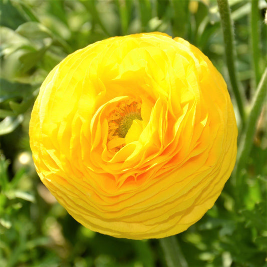 Yellow Ranunculus  Corms Bulbs Growing Bonsai Roots Rhizomes Tubers Potted Planting Reblooming Fragrant Garden Species Blooms Flower Seeds Plant Gardening