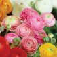 Ranunculus Bulbs Mixed Corms Growing Bonsai Roots Rhizomes Tubers Potted Planting Reblooming Fragrant Garden Species Blooms Flower Seeds Plant Gardening