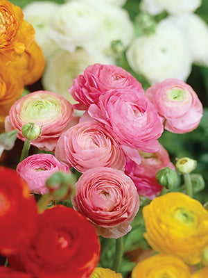 Ranunculus Bulbs Mixed Corms Growing Bonsai Roots Rhizomes Tubers Potted Planting Reblooming Fragrant Garden Species Blooms Flower Seeds Plant Gardening