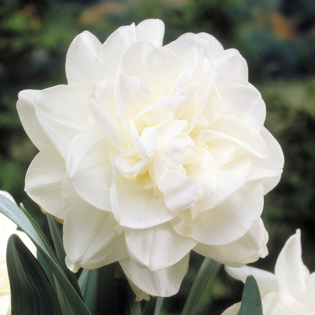 Rare Double Narcissus Collection Daffodil Bulbs Blooms Species Growing Bonsai Roots Rhizomes Corms Tubers Potted Planting Reblooming Fragrant Garden Flower Seeds Plant
