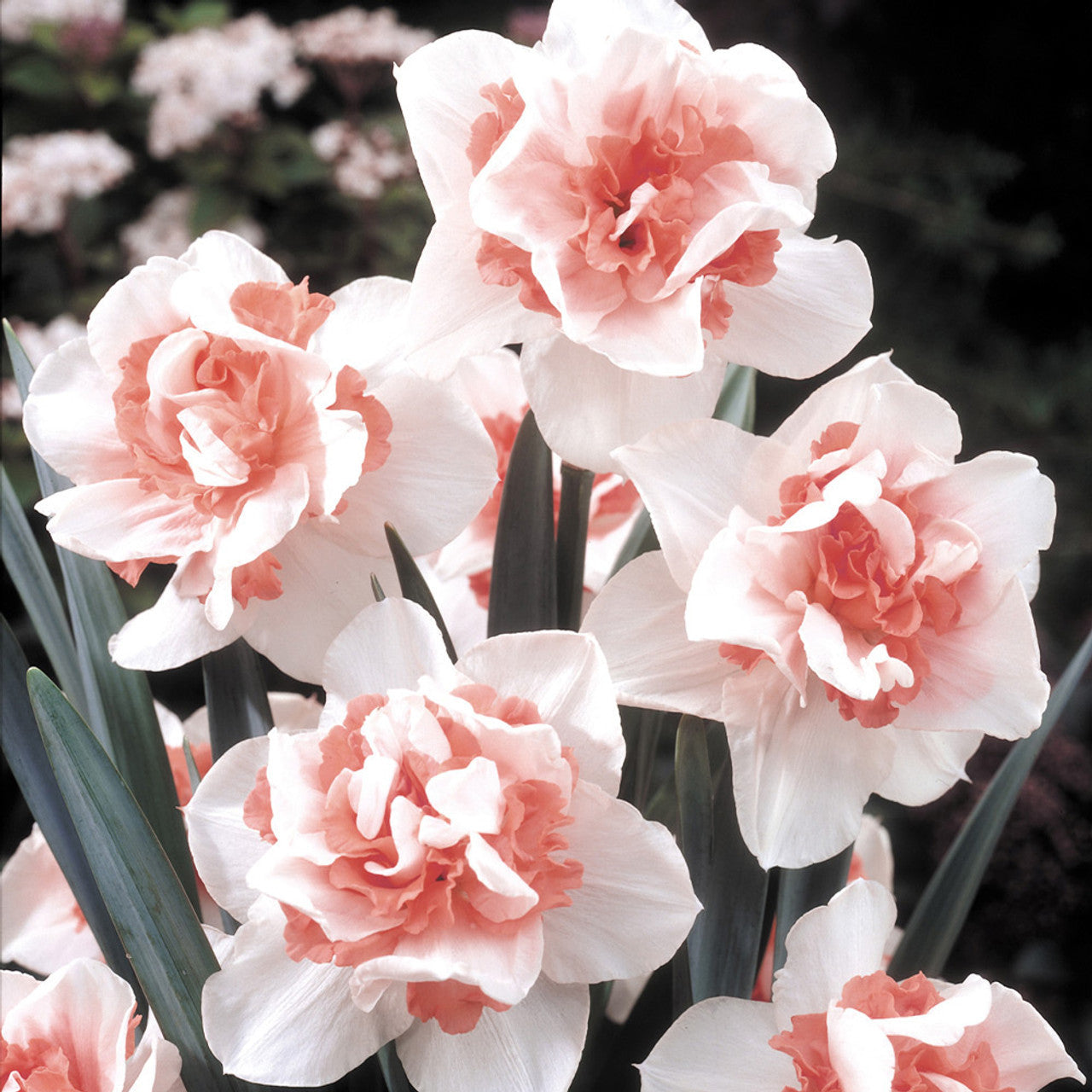 Rare Double Narcissus Collection Daffodil Bulbs Blooms Species Growing Bonsai Roots Rhizomes Corms Tubers Potted Planting Reblooming Fragrant Garden Flower Seeds Plant