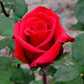 Red Berlin Rose Seedlings Flower Seeds Perennial Growing Bonsai Corms Tubers Potted Planting Reblooming Fragrant Garden Roots Rhizomes Species Blooms Plant Bulbs Gardening Tree