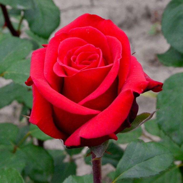 Red Berlin Rose Seedlings Flower Seeds Perennial Growing Bonsai Corms Tubers Potted Planting Reblooming Fragrant Garden Roots Rhizomes Species Blooms Plant Bulbs Gardening Tree