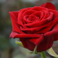 Red Naomi Rose Seedlings Flower Seeds Perennial Growing Bonsai Corms Tubers Potted Planting Reblooming Fragrant Garden Roots Rhizomes Species Blooms Plant Bulbs Gardening Tree