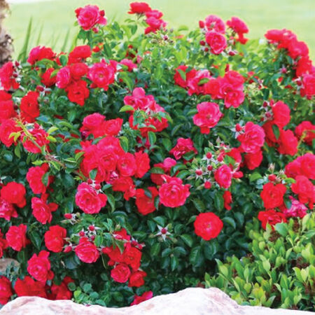Red Bush Rose Seedlings Flower Seeds Perennial Growing Bonsai Corms Tubers Potted Planting Reblooming Fragrant Garden Roots Rhizomes Species Blooms Plant Bulbs Gardening Tree