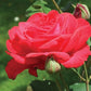 Red Bush Rose Seedlings Flower Seeds Perennial Growing Bonsai Corms Tubers Potted Planting Reblooming Fragrant Garden Roots Rhizomes Species Blooms Plant Bulbs Gardening Tree