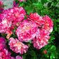 Alfred Rose Seedlings Flower Seeds Perennial Growing Bonsai Corms Tubers Potted Planting Reblooming Fragrant Garden Roots Rhizomes Species Blooms Plant Bulbs Gardening Tree