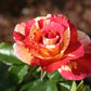 Alfred Rose Seedlings Flower Seeds Perennial Growing Bonsai Corms Tubers Potted Planting Reblooming Fragrant Garden Roots Rhizomes Species Blooms Plant Bulbs Gardening Tree