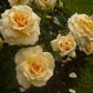 Angie Rose Seedlings Flower Seeds Perennial Growing Bonsai Corms Tubers Potted Planting Reblooming Fragrant Garden Roots Rhizomes Species Blooms Plant Bulbs Gardening Tree