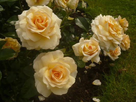 Angie Rose Seedlings Flower Seeds Perennial Growing Bonsai Corms Tubers Potted Planting Reblooming Fragrant Garden Roots Rhizomes Species Blooms Plant Bulbs Gardening Tree