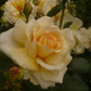 Angie Rose Seedlings Flower Seeds Perennial Growing Bonsai Corms Tubers Potted Planting Reblooming Fragrant Garden Roots Rhizomes Species Blooms Plant Bulbs Gardening Tree