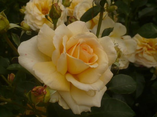 Angie Rose Seedlings Flower Seeds Perennial Growing Bonsai Corms Tubers Potted Planting Reblooming Fragrant Garden Roots Rhizomes Species Blooms Plant Bulbs Gardening Tree