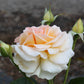 Angie Rose Seedlings Flower Seeds Perennial Growing Bonsai Corms Tubers Potted Planting Reblooming Fragrant Garden Roots Rhizomes Species Blooms Plant Bulbs Gardening Tree