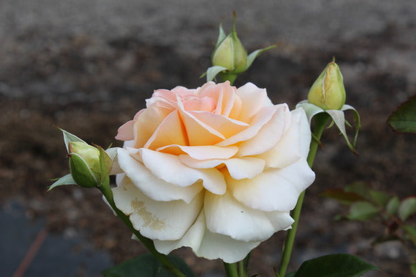 Angie Rose Seedlings Flower Seeds Perennial Growing Bonsai Corms Tubers Potted Planting Reblooming Fragrant Garden Roots Rhizomes Species Blooms Plant Bulbs Gardening Tree