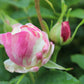 Billet Rose Seedlings Flower Seeds Perennial Growing Bonsai Corms Tubers Potted Planting Reblooming Fragrant Garden Roots Rhizomes Species Blooms Plant Bulbs Gardening Tree