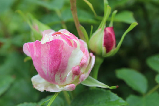 Billet Rose Seedlings Flower Seeds Perennial Growing Bonsai Corms Tubers Potted Planting Reblooming Fragrant Garden Roots Rhizomes Species Blooms Plant Bulbs Gardening Tree