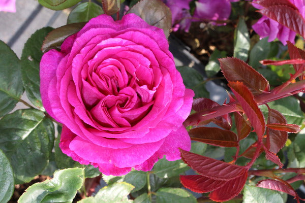 Chartreuse Rose Seedlings Flower Seeds Perennial Growing Bonsai Corms Tubers Potted Planting Reblooming Fragrant Garden Roots Rhizomes Species Blooms Plant Bulbs Gardening Tree