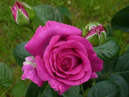 Chartreuse Rose Seedlings Flower Seeds Perennial Growing Bonsai Corms Tubers Potted Planting Reblooming Fragrant Garden Roots Rhizomes Species Blooms Plant Bulbs Gardening Tree