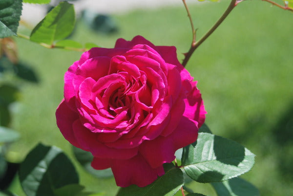 Chartreuse Rose Seedlings Flower Seeds Perennial Growing Bonsai Corms Tubers Potted Planting Reblooming Fragrant Garden Roots Rhizomes Species Blooms Plant Bulbs Gardening Tree