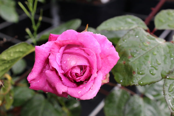 Chartreuse Rose Seedlings Flower Seeds Perennial Growing Bonsai Corms Tubers Potted Planting Reblooming Fragrant Garden Roots Rhizomes Species Blooms Plant Bulbs Gardening Tree