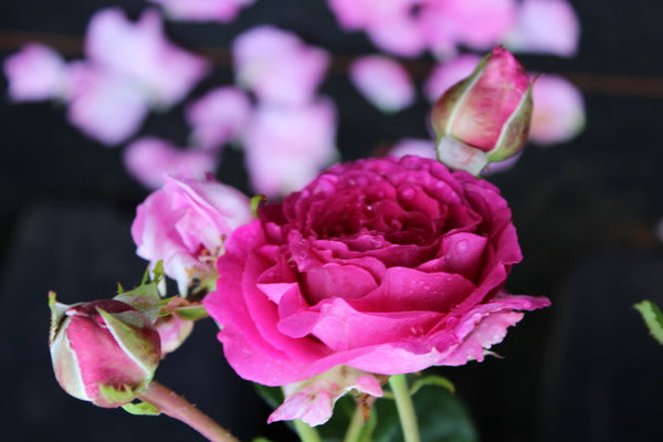 Chartreuse Rose Seedlings Flower Seeds Perennial Growing Bonsai Corms Tubers Potted Planting Reblooming Fragrant Garden Roots Rhizomes Species Blooms Plant Bulbs Gardening Tree