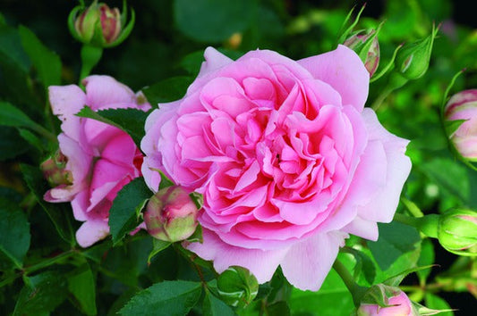 Comtesse Rose Seedlings Flower Seeds Perennial Growing Bonsai Corms Tubers Potted Planting Reblooming Fragrant Garden Roots Rhizomes Species Blooms Plant Bulbs Gardening Tree