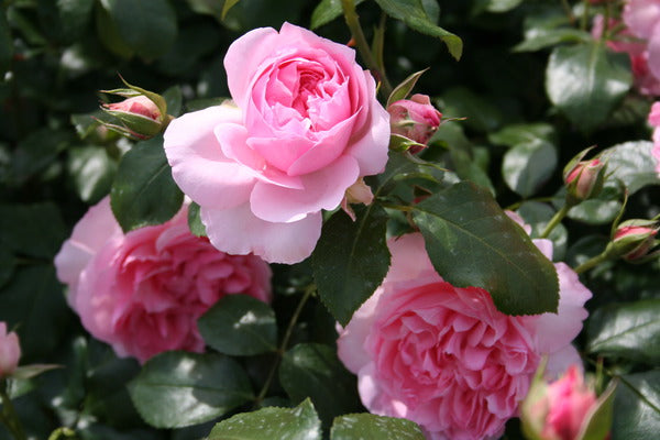 Comtesse Rose Seedlings Flower Seeds Perennial Growing Bonsai Corms Tubers Potted Planting Reblooming Fragrant Garden Roots Rhizomes Species Blooms Plant Bulbs Gardening Tree