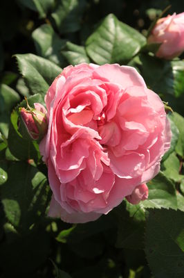 Dame Rose Seedlings Flower Seeds Perennial Growing Bonsai Corms Tubers Potted Planting Reblooming Fragrant Garden Roots Rhizomes Species Blooms Plant Bulbs Gardening Tree