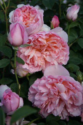 Dame Rose Seedlings Flower Seeds Perennial Growing Bonsai Corms Tubers Potted Planting Reblooming Fragrant Garden Roots Rhizomes Species Blooms Plant Bulbs Gardening Tree