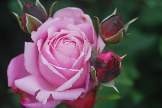 Dieter Rose Seedlings Flower Seeds Perennial Growing Bonsai Corms Tubers Potted Planting Reblooming Fragrant Garden Roots Rhizomes Species Blooms Plant Bulbs Gardening Tree