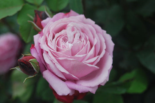 Dieter Rose Seedlings Flower Seeds Perennial Growing Bonsai Corms Tubers Potted Planting Reblooming Fragrant Garden Roots Rhizomes Species Blooms Plant Bulbs Gardening Tree