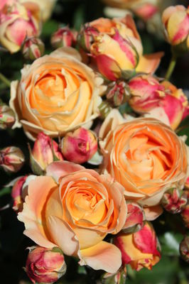 Dolce Rose Seedlings Flower Seeds Perennial Growing Bonsai Corms Tubers Potted Planting Reblooming Fragrant Garden Roots Rhizomes Species Blooms Plant Bulbs Gardening Tree