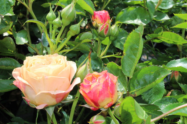 Dolce Rose Seedlings Flower Seeds Perennial Growing Bonsai Corms Tubers Potted Planting Reblooming Fragrant Garden Roots Rhizomes Species Blooms Plant Bulbs Gardening Tree