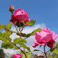 Pompadour Rose Seedlings Flower Seeds Perennial Growing Bonsai Corms Tubers Potted Planting Reblooming Fragrant Garden Roots Rhizomes Species Blooms Plant Bulbs Gardening Tree