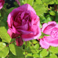 Pompadour Rose Seedlings Flower Seeds Perennial Growing Bonsai Corms Tubers Potted Planting Reblooming Fragrant Garden Roots Rhizomes Species Blooms Plant Bulbs Gardening Tree