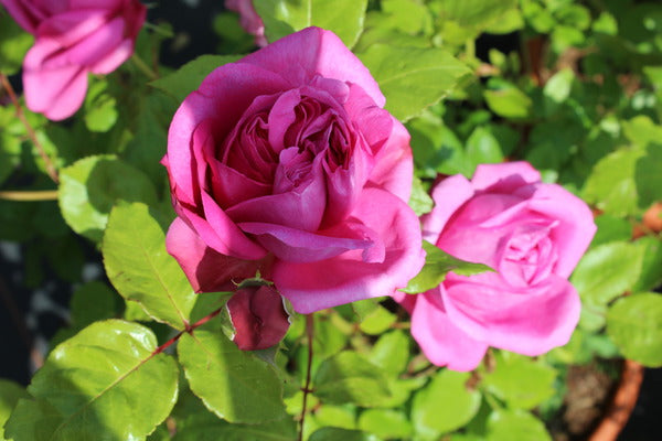 Pompadour Rose Seedlings Flower Seeds Perennial Growing Bonsai Corms Tubers Potted Planting Reblooming Fragrant Garden Roots Rhizomes Species Blooms Plant Bulbs Gardening Tree
