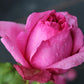 Pompadour Rose Seedlings Flower Seeds Perennial Growing Bonsai Corms Tubers Potted Planting Reblooming Fragrant Garden Roots Rhizomes Species Blooms Plant Bulbs Gardening Tree
