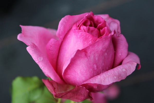 Pompadour Rose Seedlings Flower Seeds Perennial Growing Bonsai Corms Tubers Potted Planting Reblooming Fragrant Garden Roots Rhizomes Species Blooms Plant Bulbs Gardening Tree