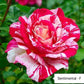 Sentiment Rose Seedlings Flower Seeds Perennial Growing Bonsai Corms Tubers Potted Planting Reblooming Fragrant Garden Roots Rhizomes Species Blooms Plant Bulbs Gardening Tree